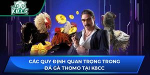 Các Quy Định Quan Trọng Trong Đá Gà Thomo Tại K8CC